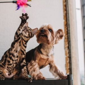 Mascotas